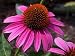 Purple Coneflower - 24