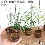 (観葉)おまかせ山野草盆栽 益子焼鉢植え(還元)(1鉢) 本州・四国限定[生体]