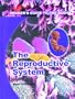 The Reproductive System (Insider's Guide to the Body)