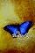 The Butterfly's Dance