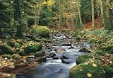 Forest Stream 278 Wall Mural