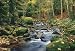 Forest Stream 278 Wall Mural