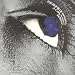 Horslips, Book of invasions  a celtic symphony