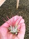 Airplants Tillandsia Red Ionatha Fuego 10 Pack