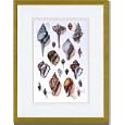 Gold Framed/Matted Print 17x23, Shells: Sessile Cirripedes #3