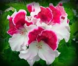Sale All My Love Geranium Seed Pack by PG SEEDS