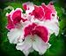 All My Love Geranium Seed Pack
