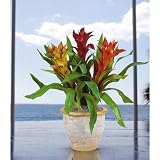 Triple Star Bromeliad Silk Color - Assorted