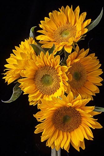 Five Sunflowers Photograph Giclee Print on Canvas, Stretched and Framed, Modern Home Decoration Wall Art,12 By 16Inch,Ready To Hang
