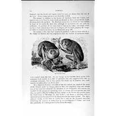SCHLANKER LORIS MAKI-WILDES TIER DER NATURGESCHICHTE-1893-94