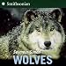 Wolves Wolves