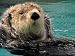 Dance of the Sea Otter