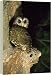 AFRICAN WOOD OWL - 20 Inch Canvas Print (51 cm) by Ardea