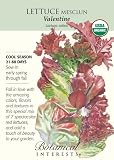 Lettuce Seeds Valentine Blend Certified Organic Seeds 1000 Seeds