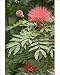 Photographic Prints of Powder Puff plant - flower and leaves from Ardea Wildlife Pets