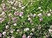 HeirloomSupplySuccess 100 Heirloom Penngift Crown Vetch Seeds