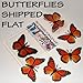 Translucent Butterfly Monarch - 15 Transparent Monarch Regular Size Butterflies