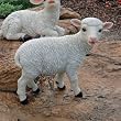 Linnaeus The lamb statue home garden sculpture New (The Digital Angel)