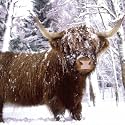 Charity Christmas Cards - Highland Cattle - 8 Christmas cards. 47p goes to Mind