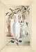 Face Value by F Heigl Fine Art Print / Poster 11.75 x 15.75 in.