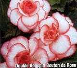 Amazon / Hirts: Bulb; Begonia: Double Bouton de Rose Begonia 1 Bulb