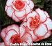 Double Bouton de Rose Begonia 1 Bulb