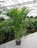 Eigenschaften Terrapalme  / Areca (chrysalidoc.) lutescens - Goldblattpalme Tuff / Topfbreite 28 cm / Pflanzenhöhe 180 cm mit Topf / Hydro