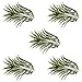 Air Plant Holder for Vertical Garden 5 Pack Air Plants House Plants make Great Wall Decorations for Living Room Wall Planters for Hanging Plant and Tillandsia Air Plants Living Wall Terrarium (Silver)