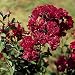 Dynamite Crape Myrtle Tree