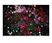 Blushing Petunia Mix Photographic Poster Print by Darlene Navor, 24x20