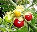 Litchi Tomato 15 Seeds - RARE - Solanum sysimbrifolium