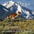 2014 Cow Dogs Calendar