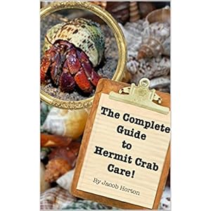The Complete Guide to Hermit Crab Care!
