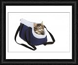 Framed Print of LA-5687 Norwegian Forest Cat / Norsk Skogkatt - 8 week old kitten in cat from Ardea