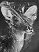 African Nayala Antelope Covered in Cellophane by its Taxidermist, American Museum of ...