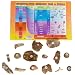 American Educational 3005B Fossil Starter Bag