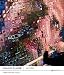 Chuck Close: Work
