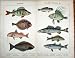 Teleostei Flatfish Perch Red Mullet Wrasse Plaice