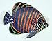 Handpainted L-B Tropical Fish Replica Wall Mount Decor Plaque 6