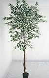 6 Feet Ficus Variegated  Real Wood Stems and Lifelike Leaves Replica Plant - (by Homescapes) - Instant Green Interiors  FREE DELIVERY in most UK areas.
