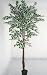 Kitchen & Housewares : 6 Feet Ficus Variegated  Real Wood Stems and Lifelike Leaves Replica Plant - (by Homescapes) - Instant Green Interiors  FREE DELIVERY in most UK areas.