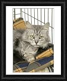Framed Print of Cat. Tiffanie cat. Mother lying in cage with kitten (6 weeks old) from Ardea