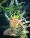 "Absynthe Fairy" 16x20 Print Unmatted