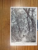 Forest Canopy Clinton Valley Old Print Fine Art C1930