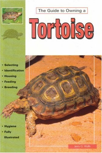The Guide to Owning a Tortoise