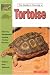 The Guide to Owning a Tortoise