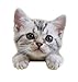 Purina Tidy Cats Non Clumping Cat Litter, 24/7 Performance Multi Cat Litter - 30 lb. Bag