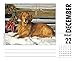 Just Goldens 2017 Box Calendar (Dog Breed Calendars)