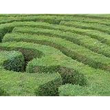 Buy Hedge Maze - 24W x 18H - Peel and Stick Wall Decal by Wallmonkeys by WallMonkeys