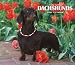 Dachshunds, For the Love of 2008 Deluxe Wall Calendar